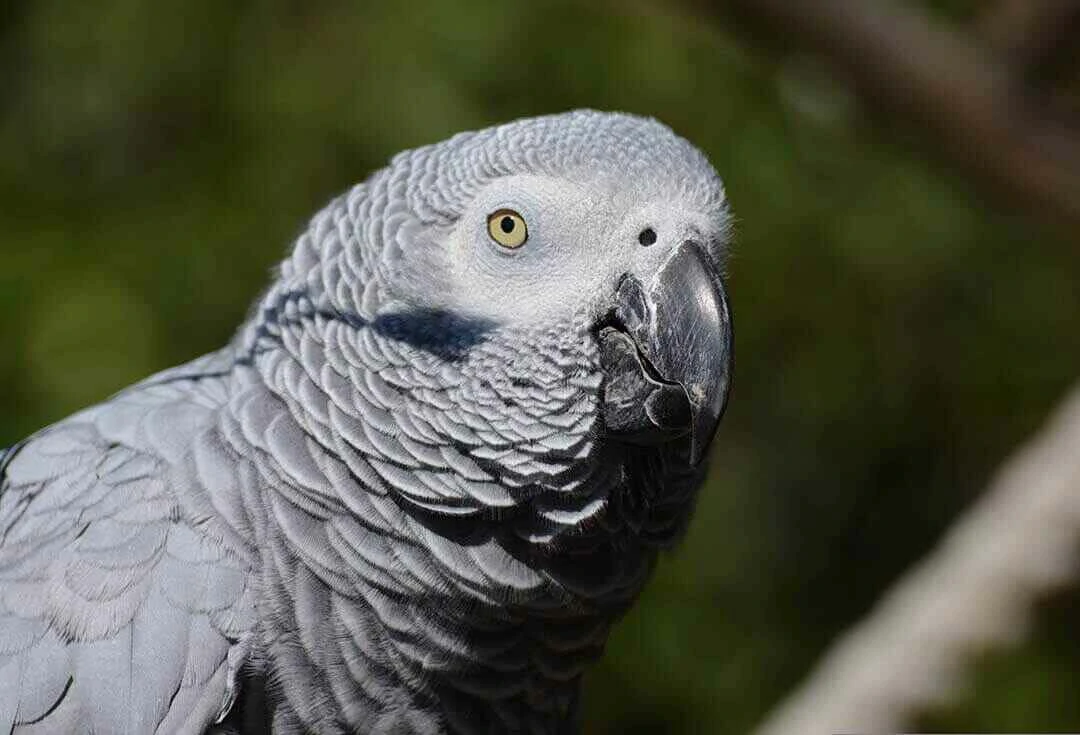 Grey Parrot